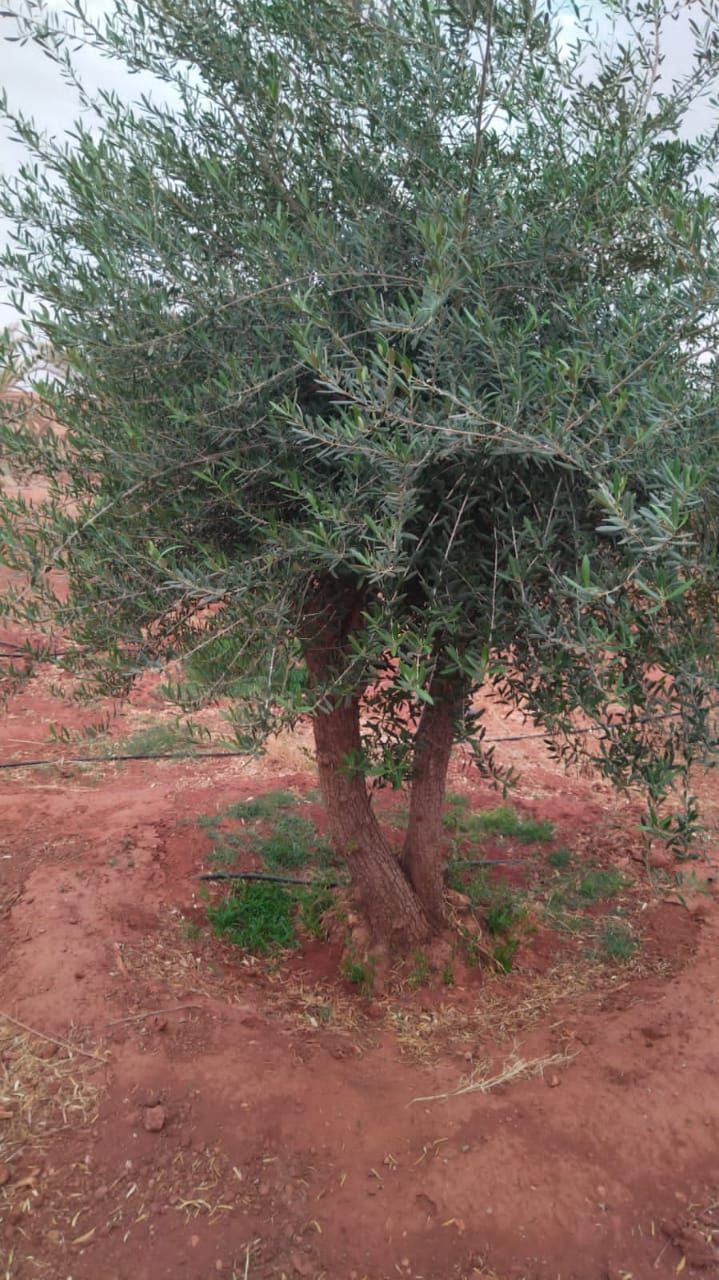 يوجد الدنيا زيتون بجميع أنواعها كبار وسط سغار حياك