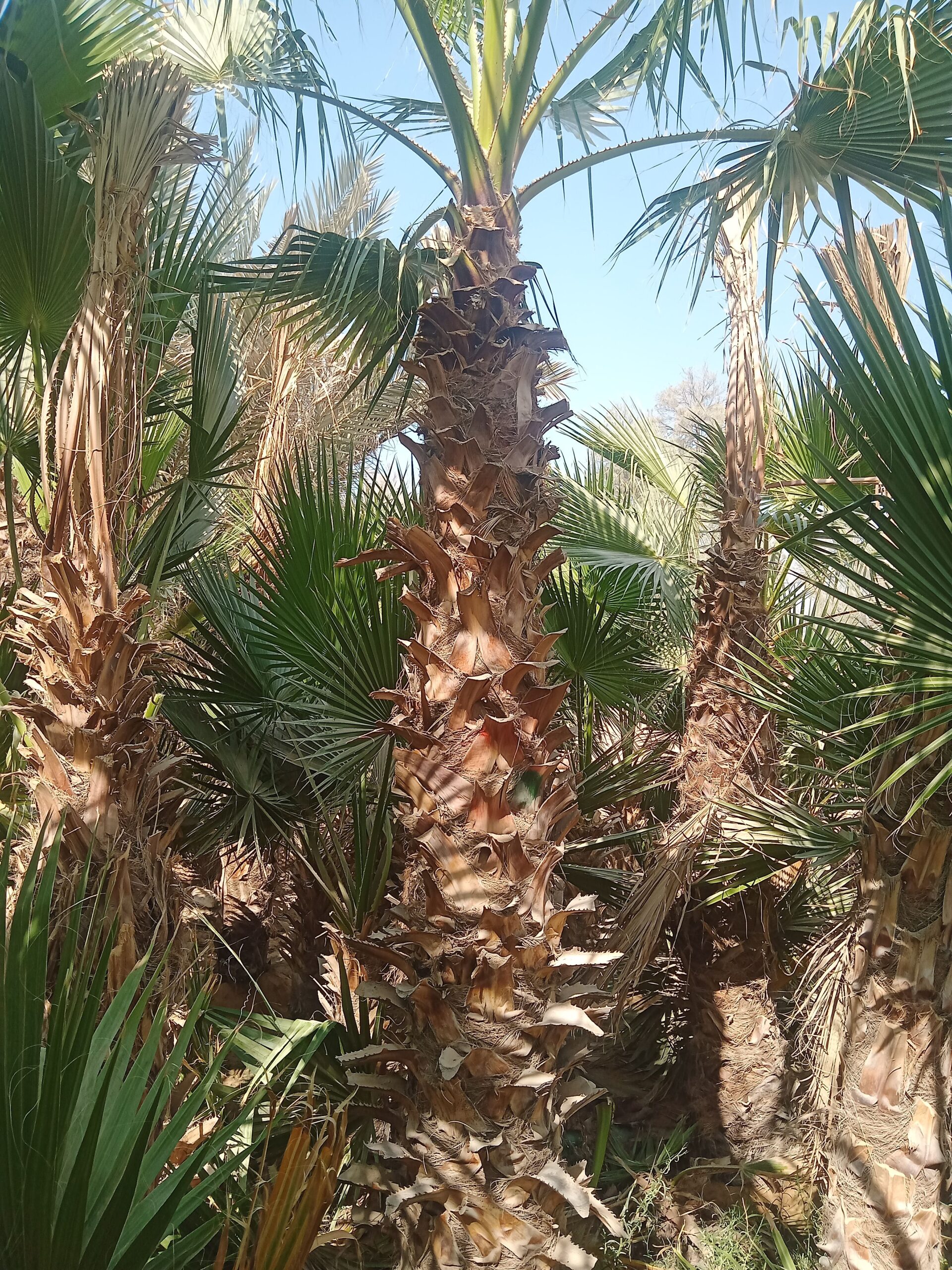 يوجد لدينا نخل وشنطني زينه البيع جميع المقاسات وبس