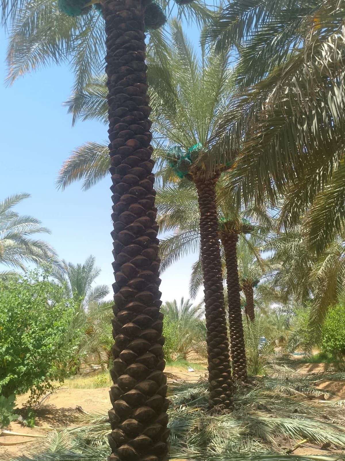 نخل الرياض واشنطني زينه امريكي ابومروحه درجه اولى