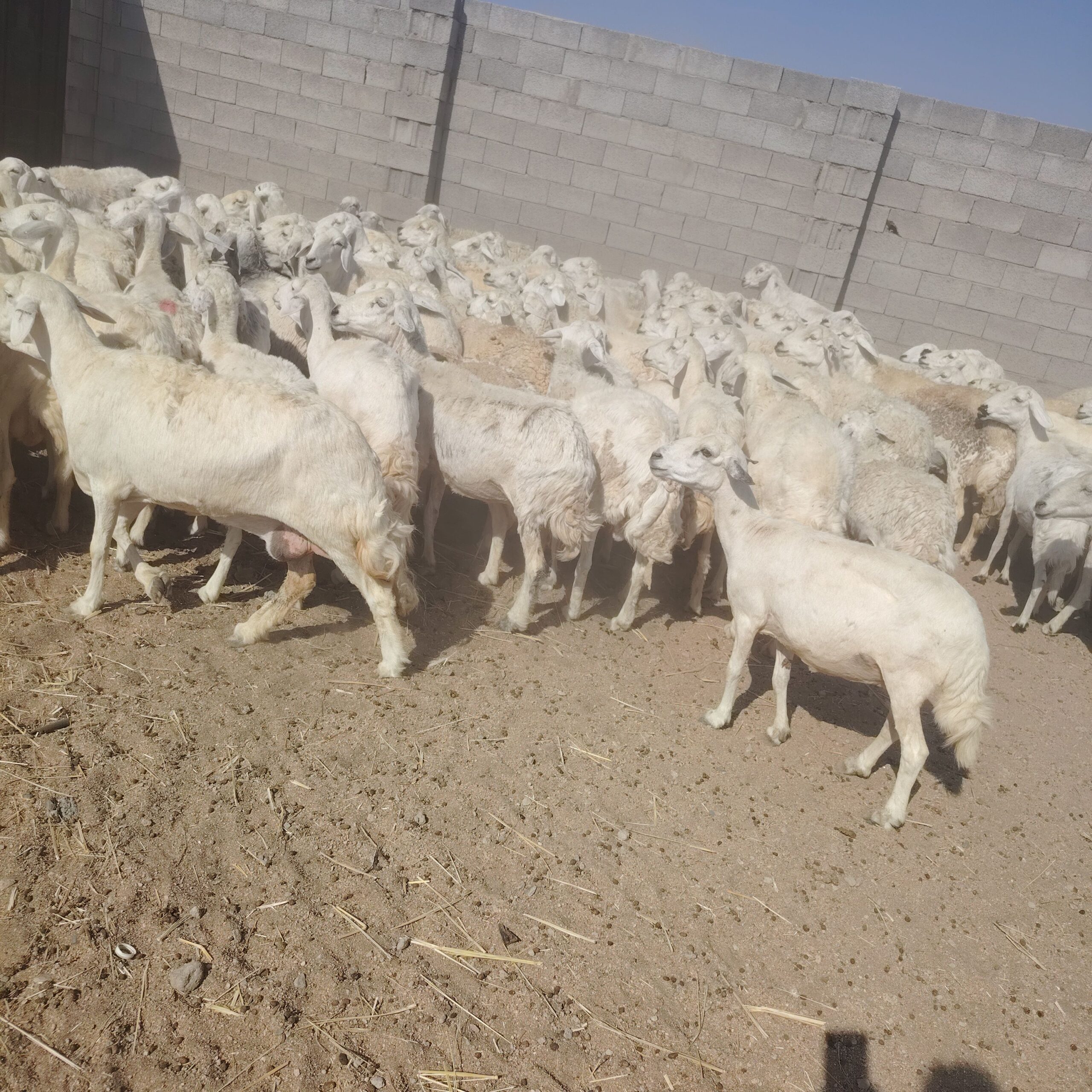 غنم للبيع حريات مقنوي حرش