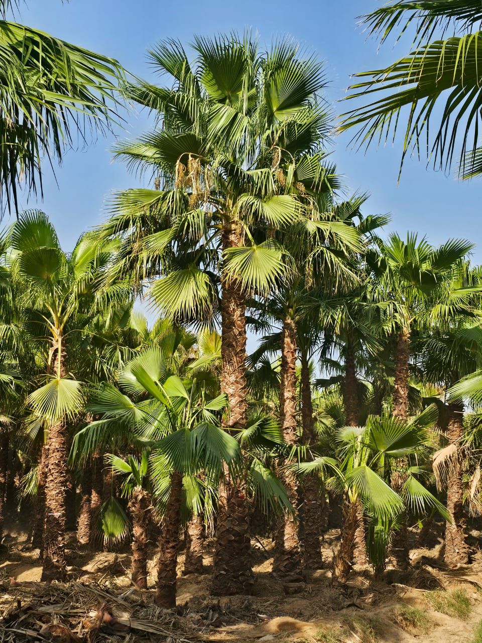 نخل واشنطن زينه أمريكي للبيع 0537883348