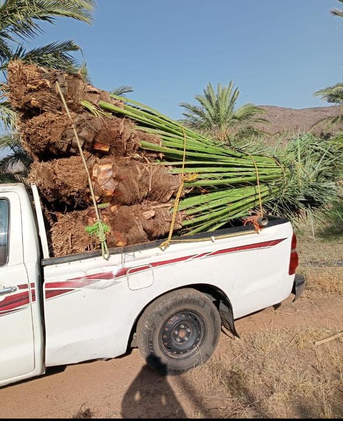 نخل للبيع جده مكه