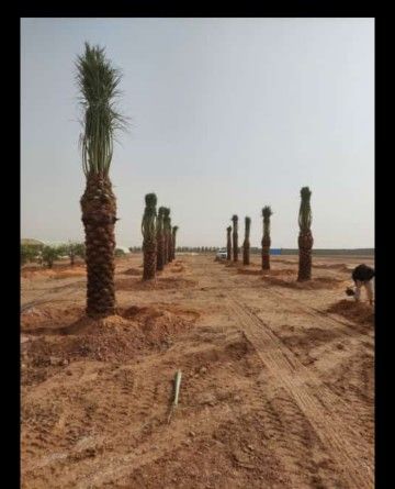 نخيل عربي وواشنطني