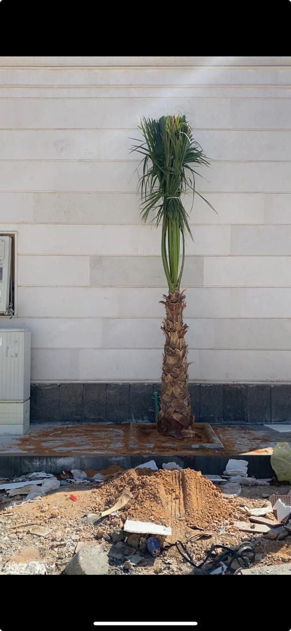 نخل واشنطن زينه أمريكي للبيع 0537883348