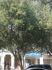 0239a67c-e801-4ece-ad7a-5ea2651c64b8