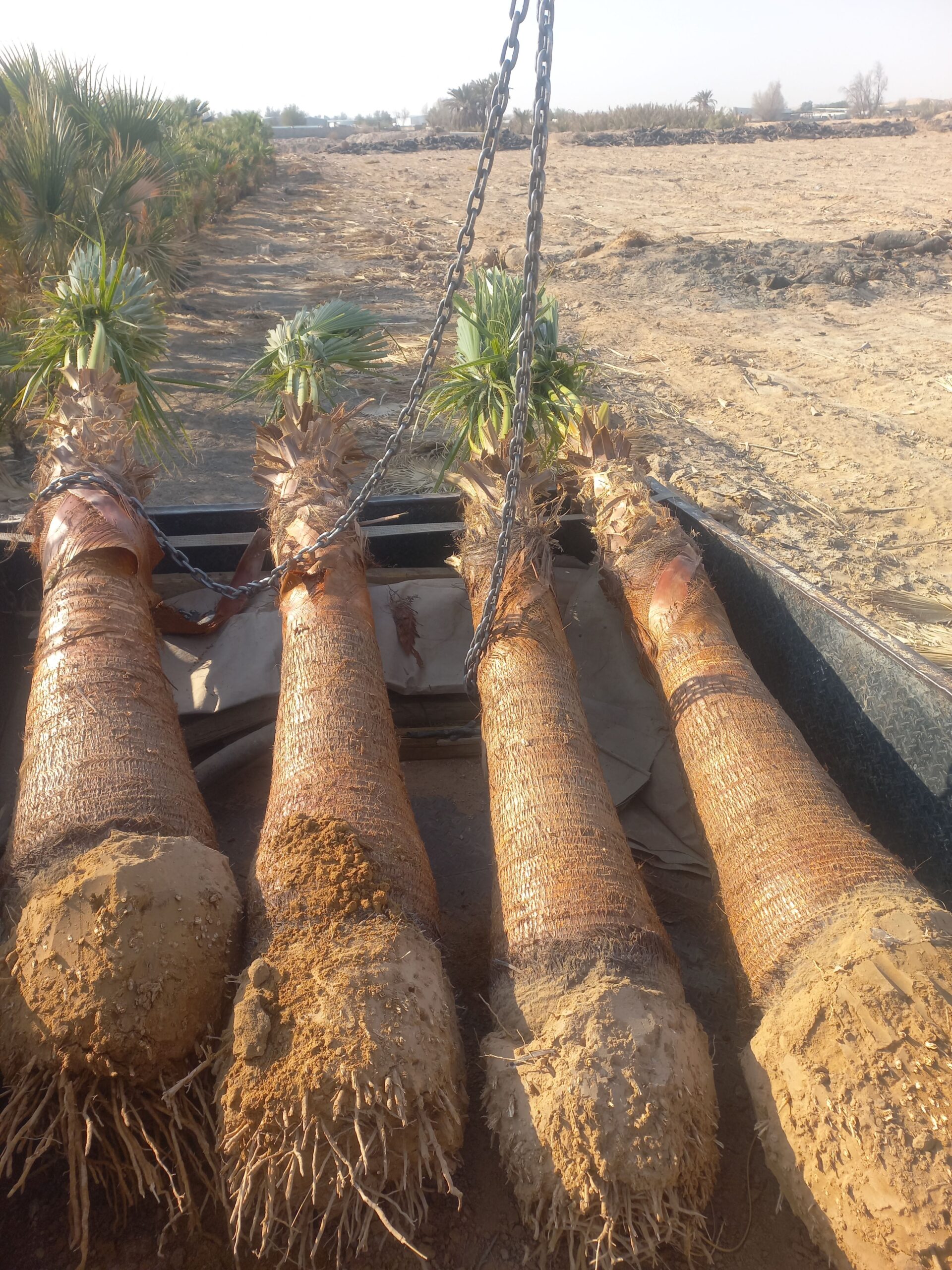 نخل واشنطن زينه أمريكي 0537883348