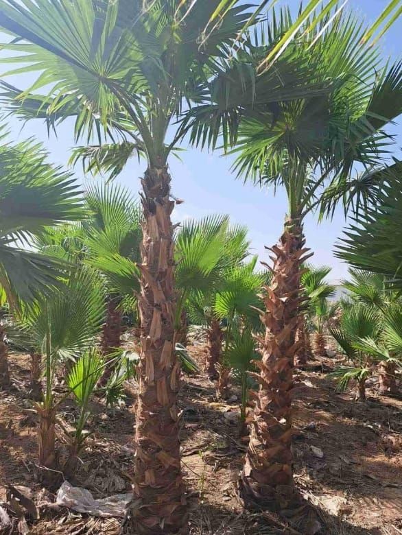 نخل واشنطني زينه وعربي مثمر