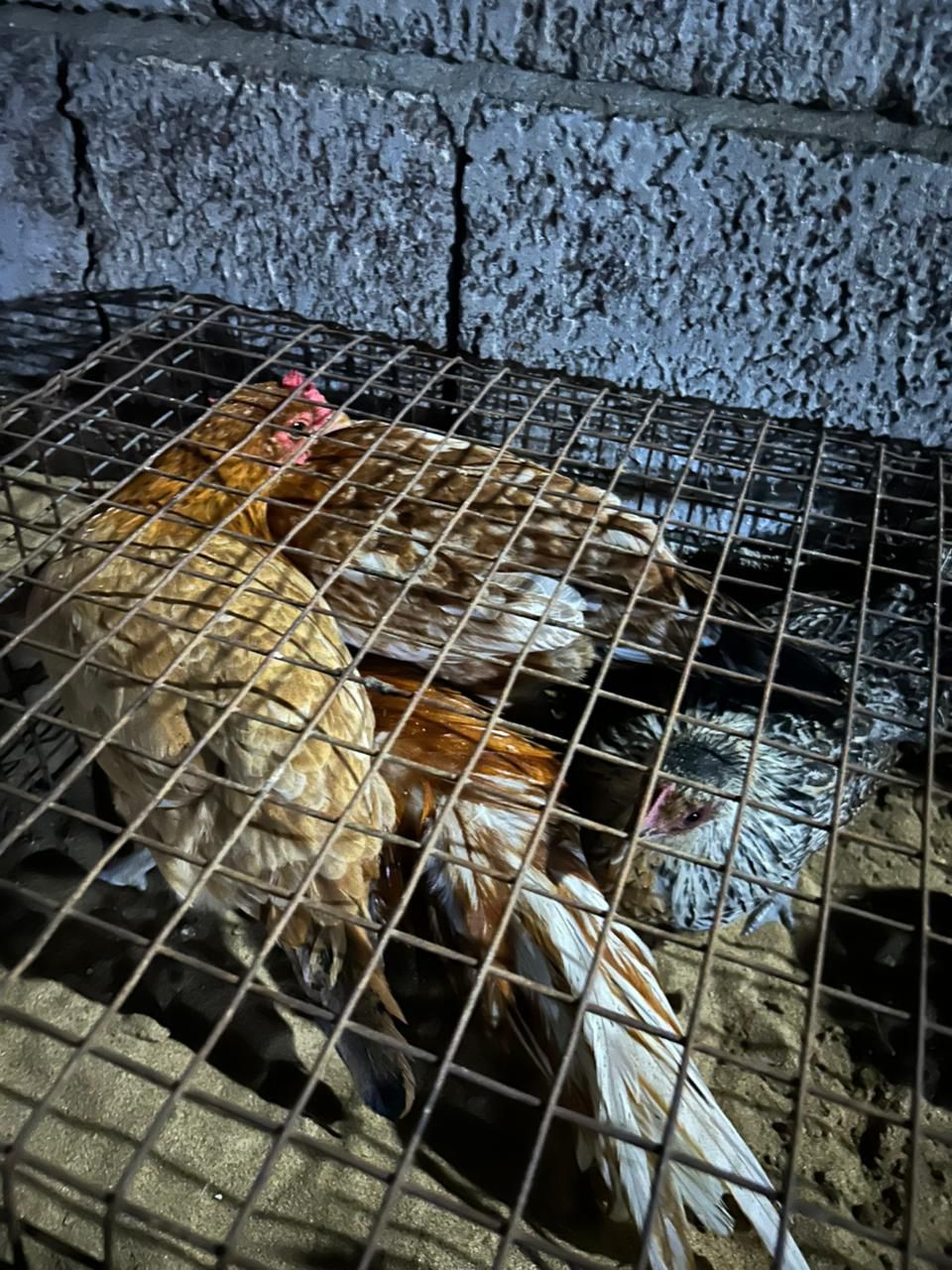 دجاج بلدي للبيع
