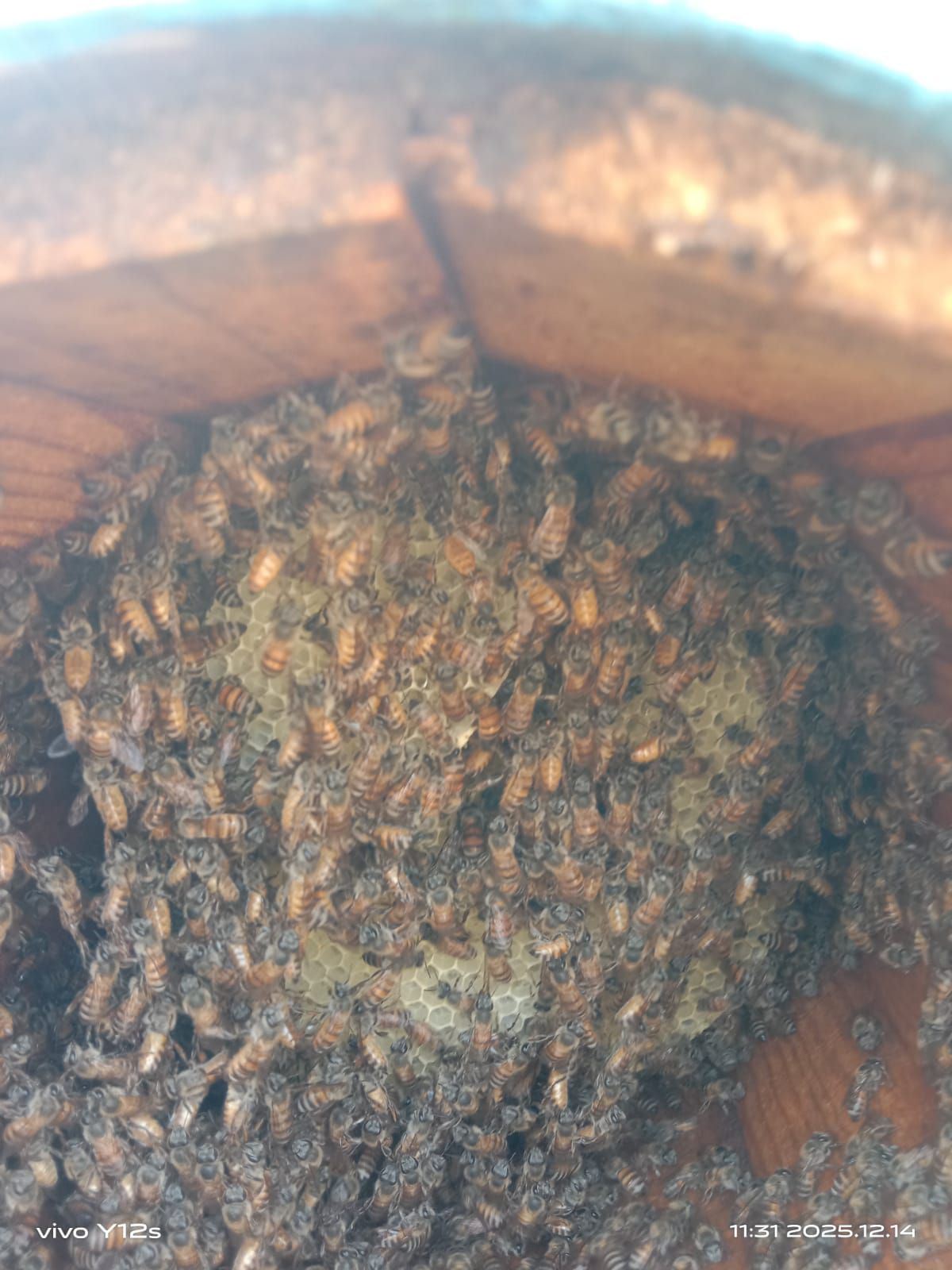 العين ال دريب