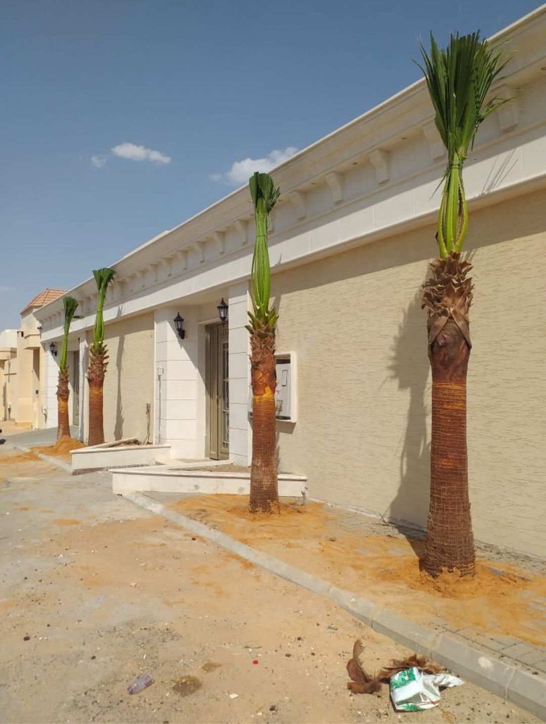 نخل واشنطن زينه أمريكي للبيع 0537883348