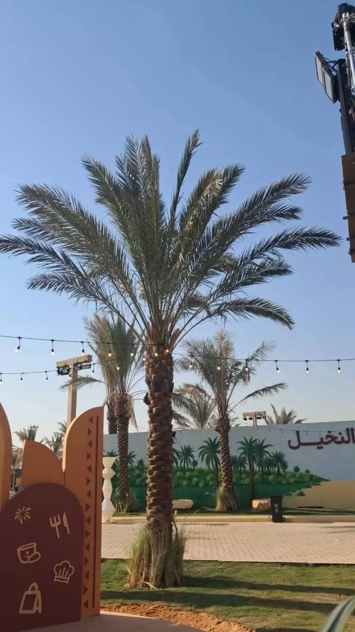 الرياض