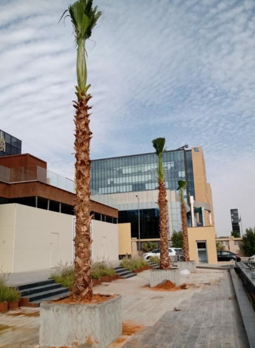 نخل واشنطني زينه وعربي مثمر