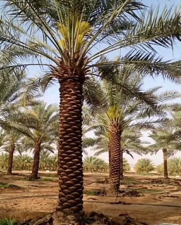 نخيل عربي وواشنطني