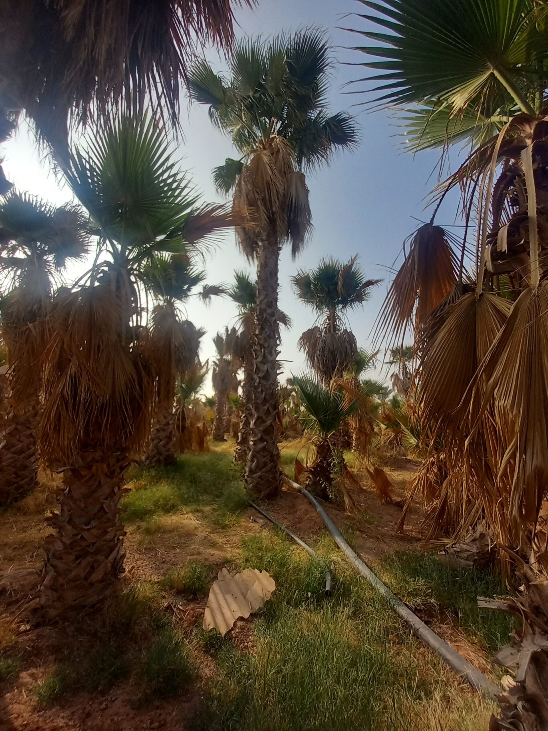 الرياض مقاولات عامه