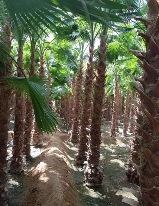 نخل واشنطني زينه وعربي مثمر