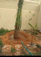 نخيل عربي وواشنطني