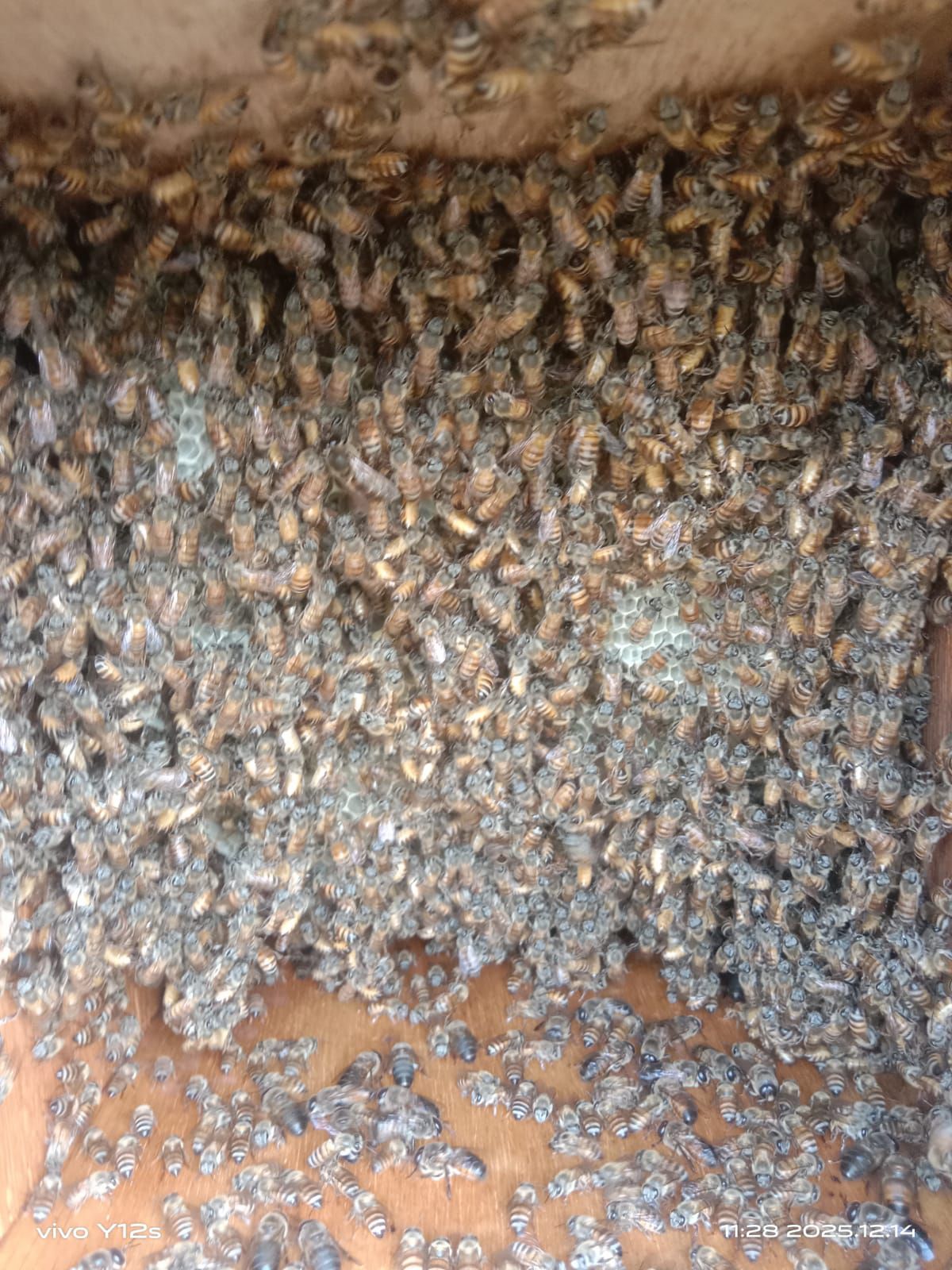 العين ال دريب