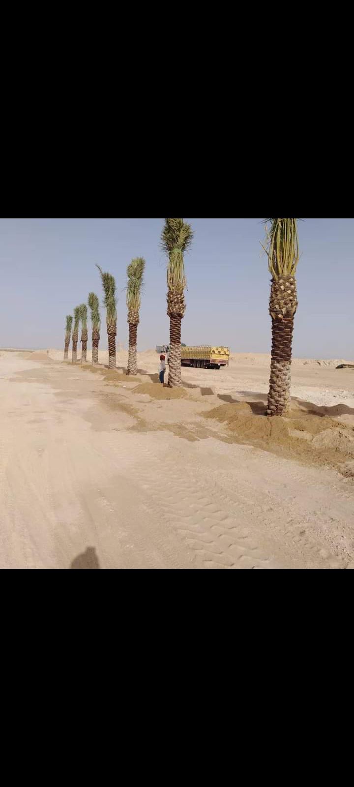 زراعه نخيل عربي واشنطني واعمال الشبوك وتوريدها