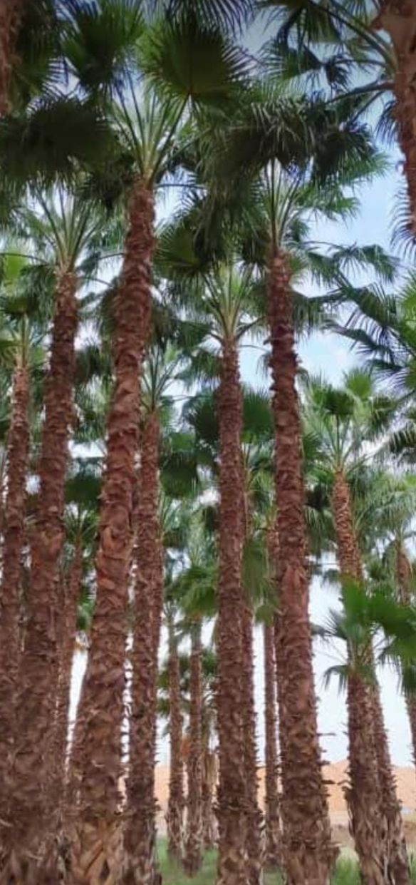 نخل واشنطني زينه وعربي مثمر