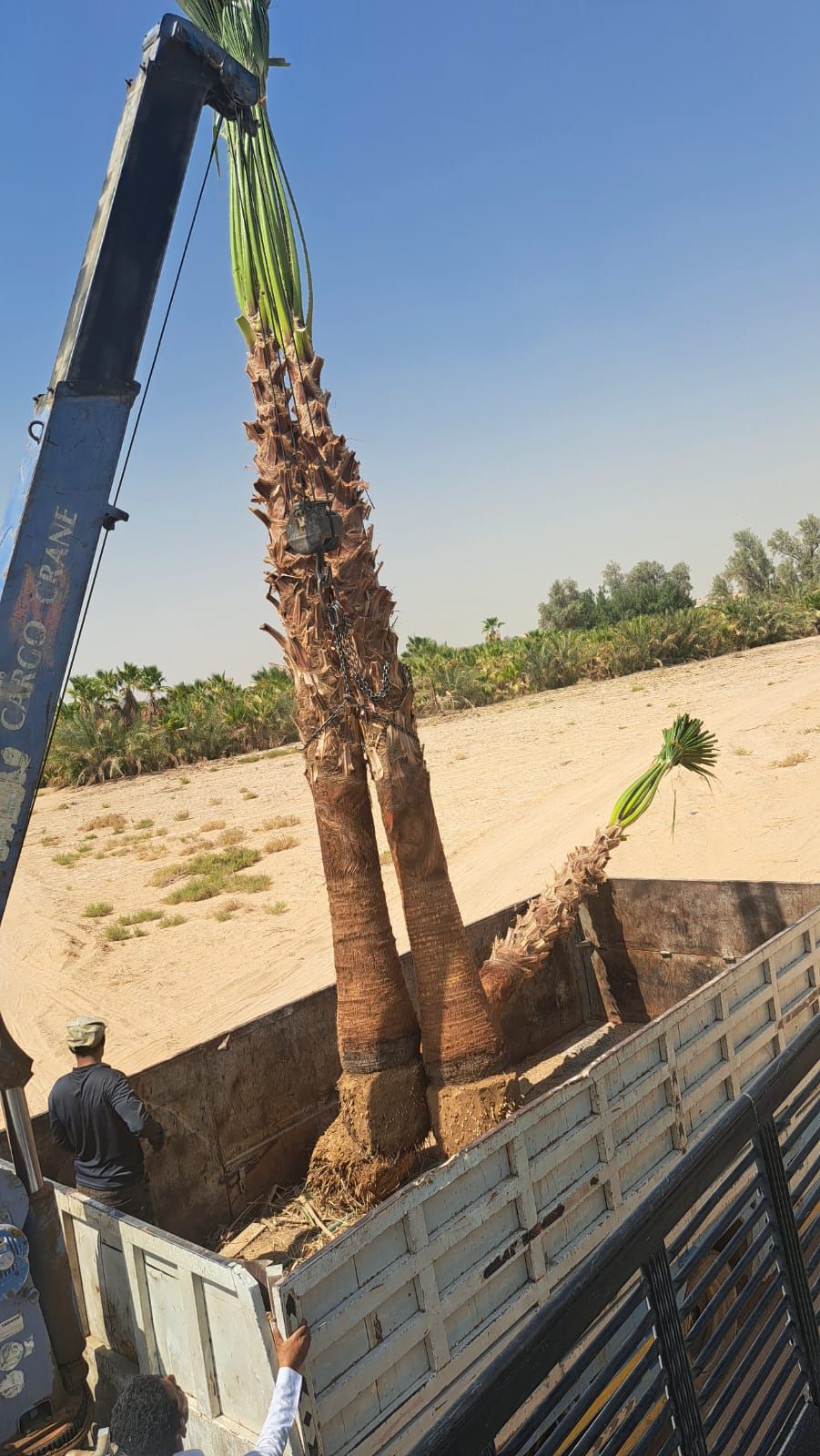 نخل واشنطن زينه أمريكي للبيع 0537883348