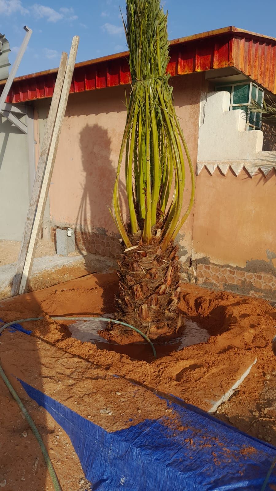 نخيل عربي وواشنطني