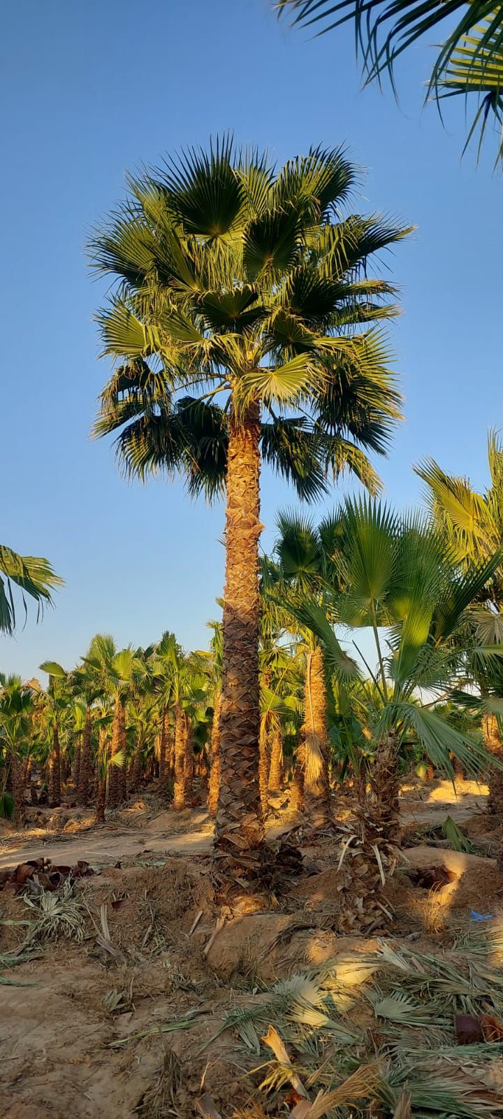 نخل واشنطن زينه أمريكي 0537883348