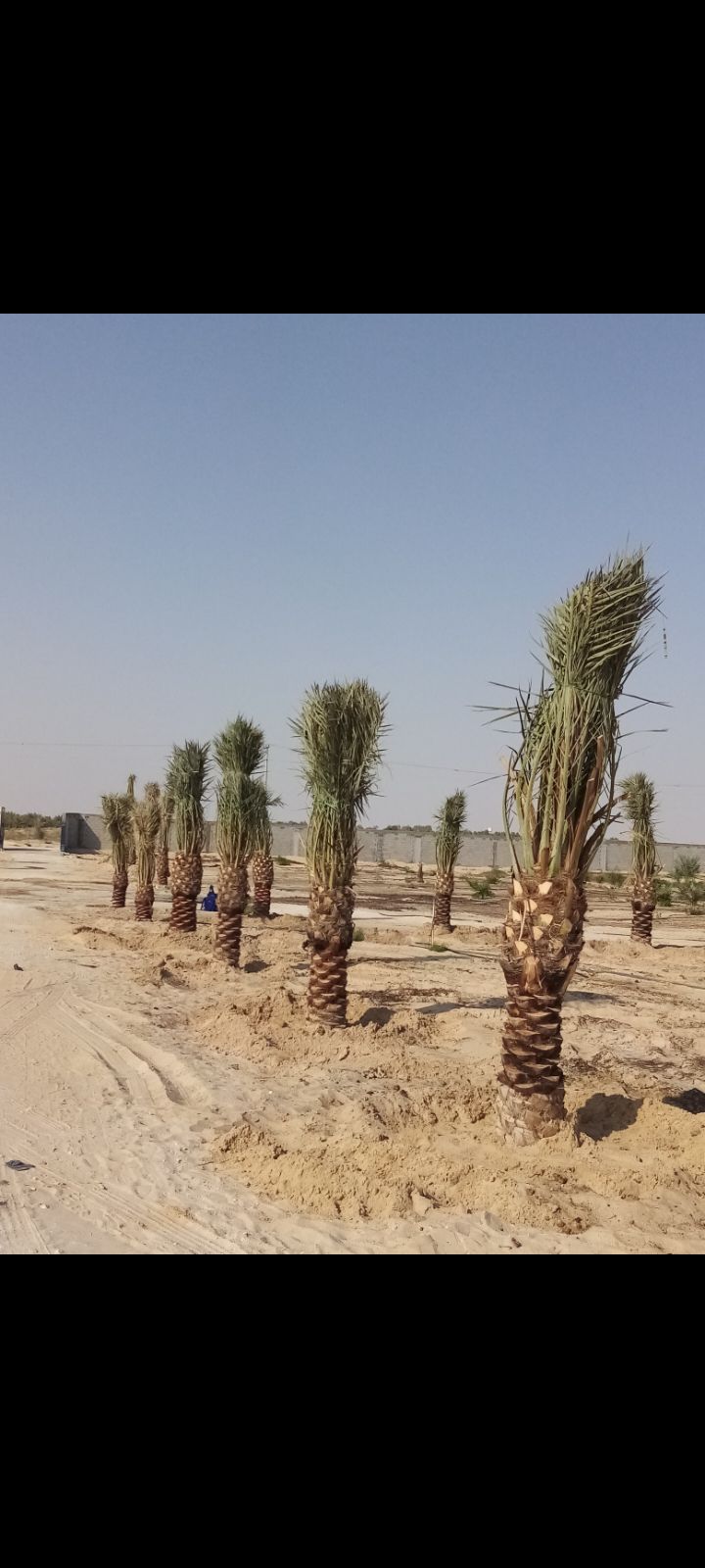 زراعه نخيل عربي واشنطني واعمال الشبوك وتوريدها