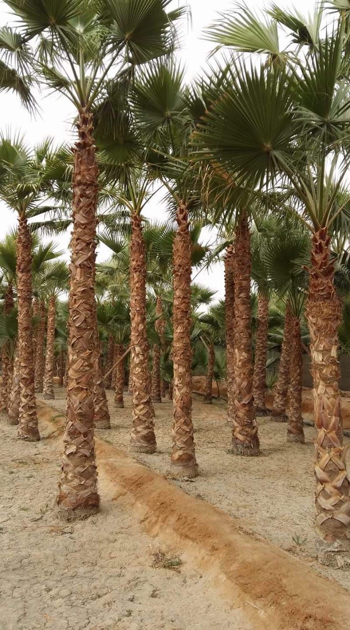 نخل واشنطني جميع انواع المقاسات