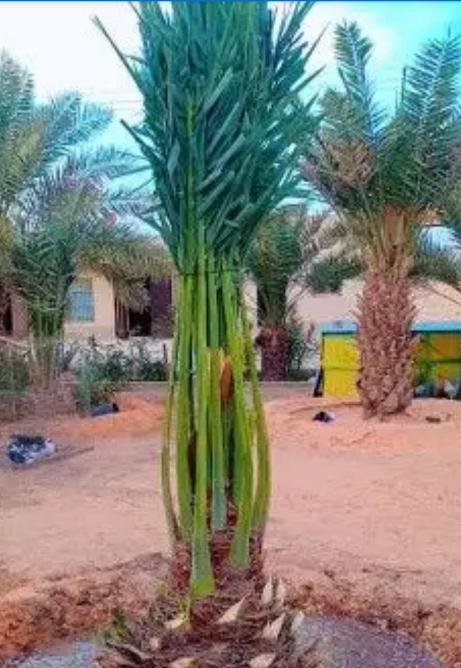 يوجد لدينا جميع انواع انخيل