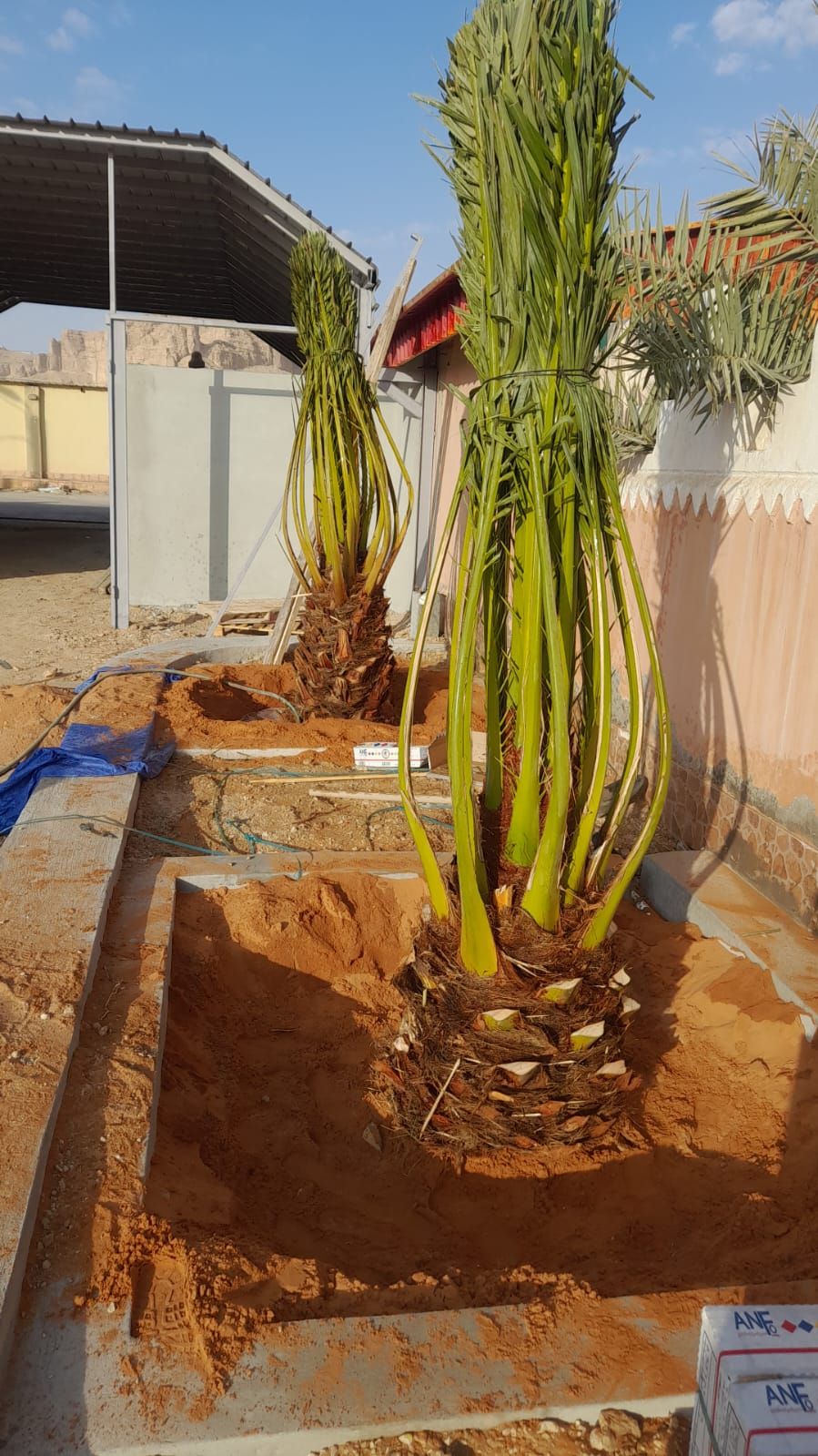 نخيل عربي وواشنطني