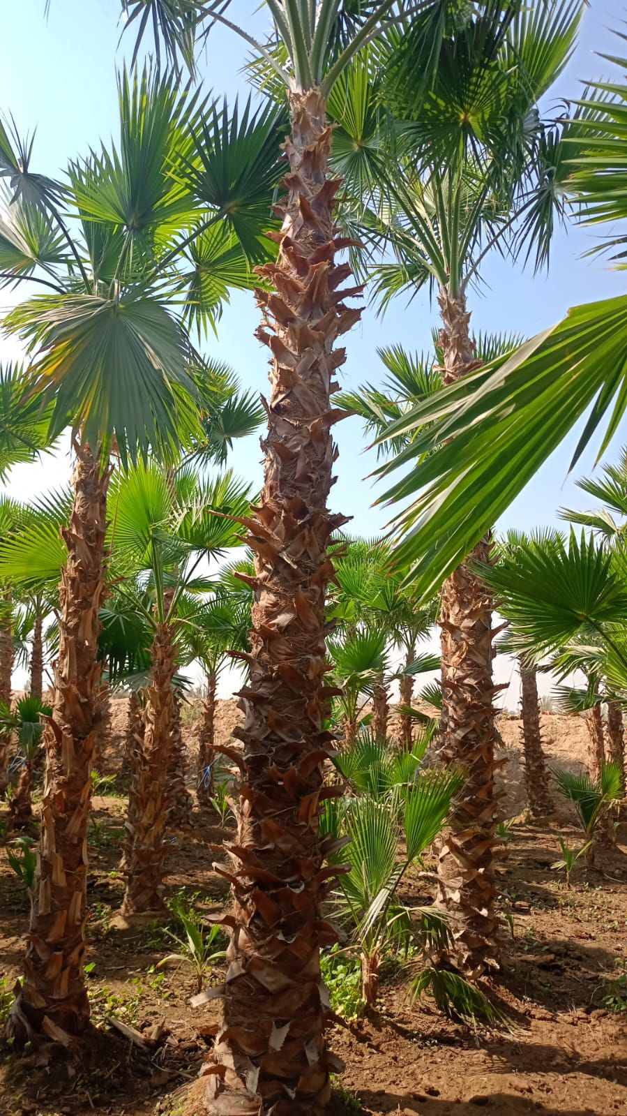 نخل واشنطني جميع انواع المقاسات