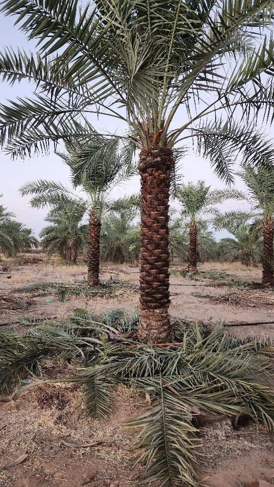 الرياض مقاولات عامه