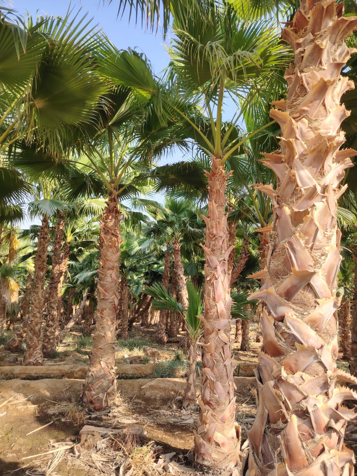 نخل واشنطني جميع انواع المقاسات