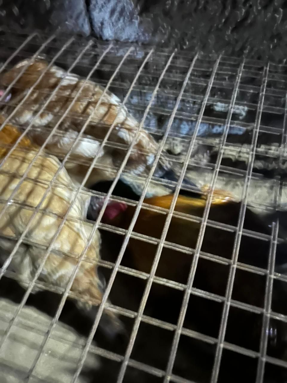 دجاج بلدي للبيع