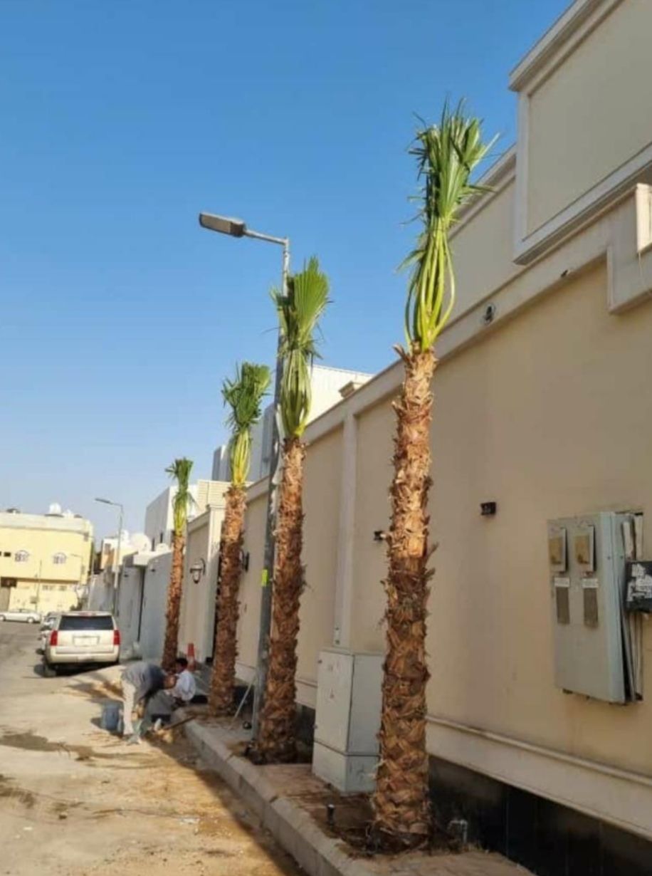 نخل واشنطني زينه وعربي مثمر