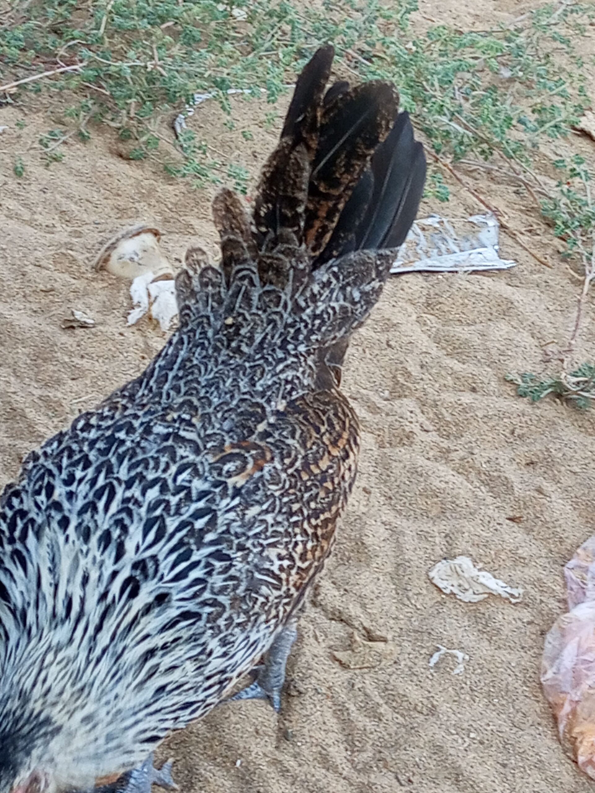 دجاج بلدي للبيع