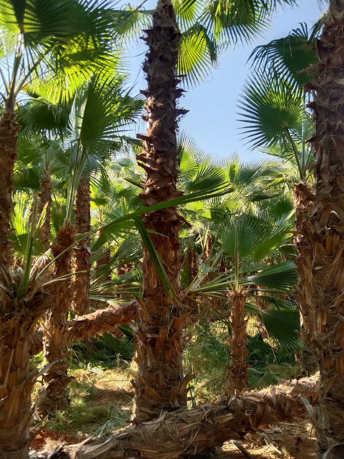 نخل واشنطني جميع انواع المقاسات