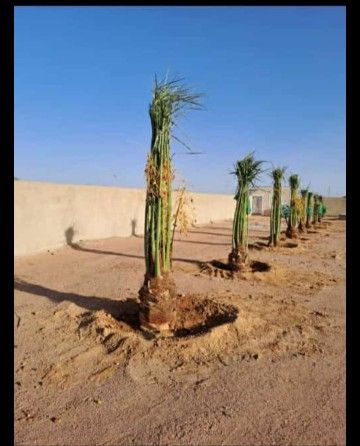 نخيل عربي وواشنطني