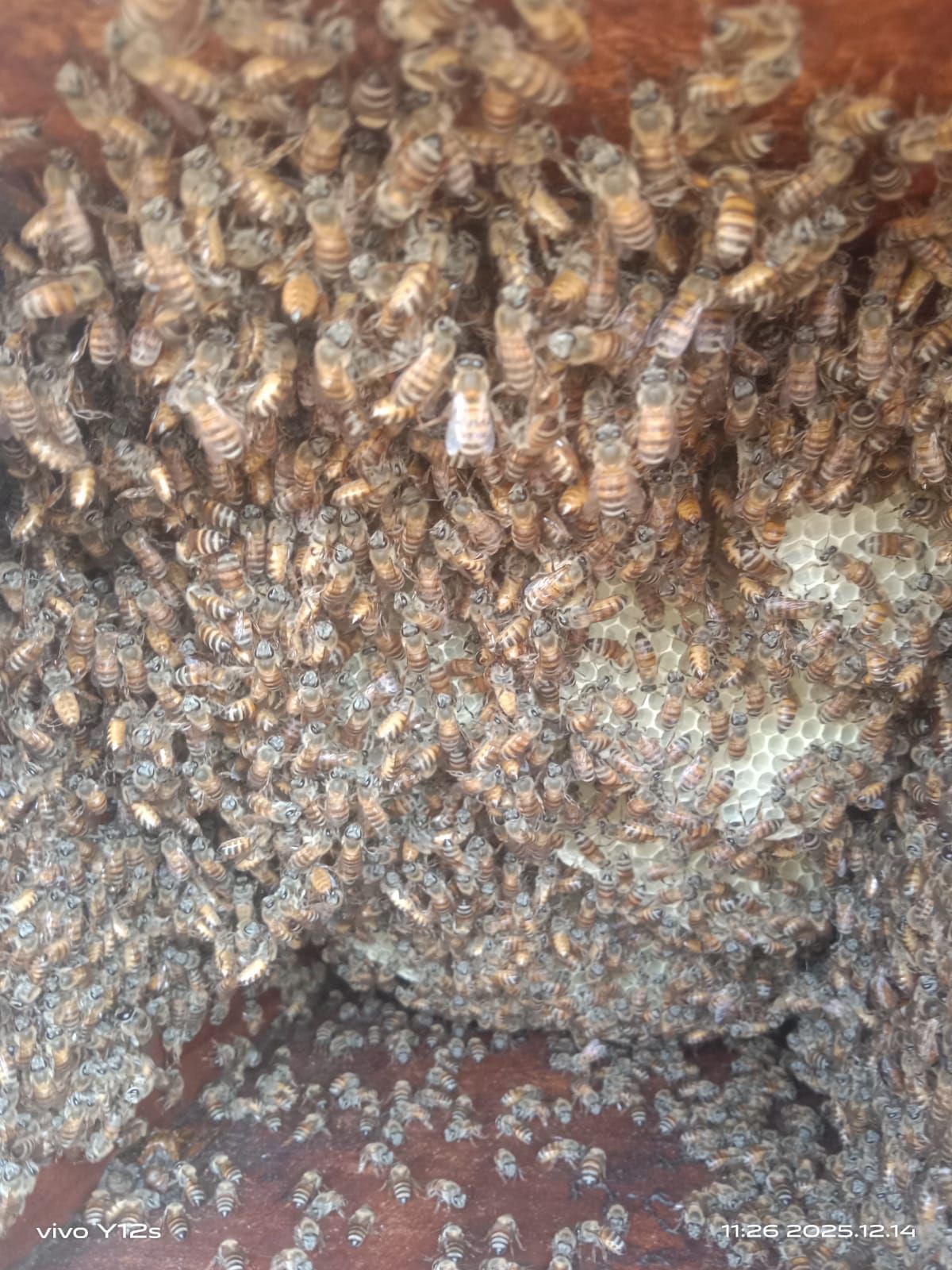 العين ال دريب