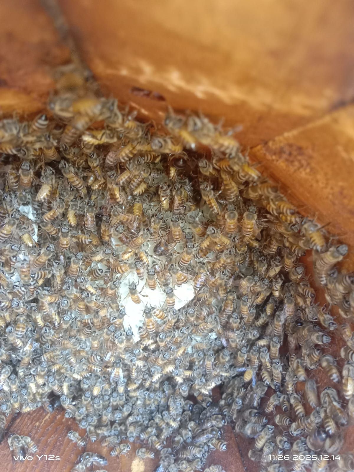 العين ال دريب