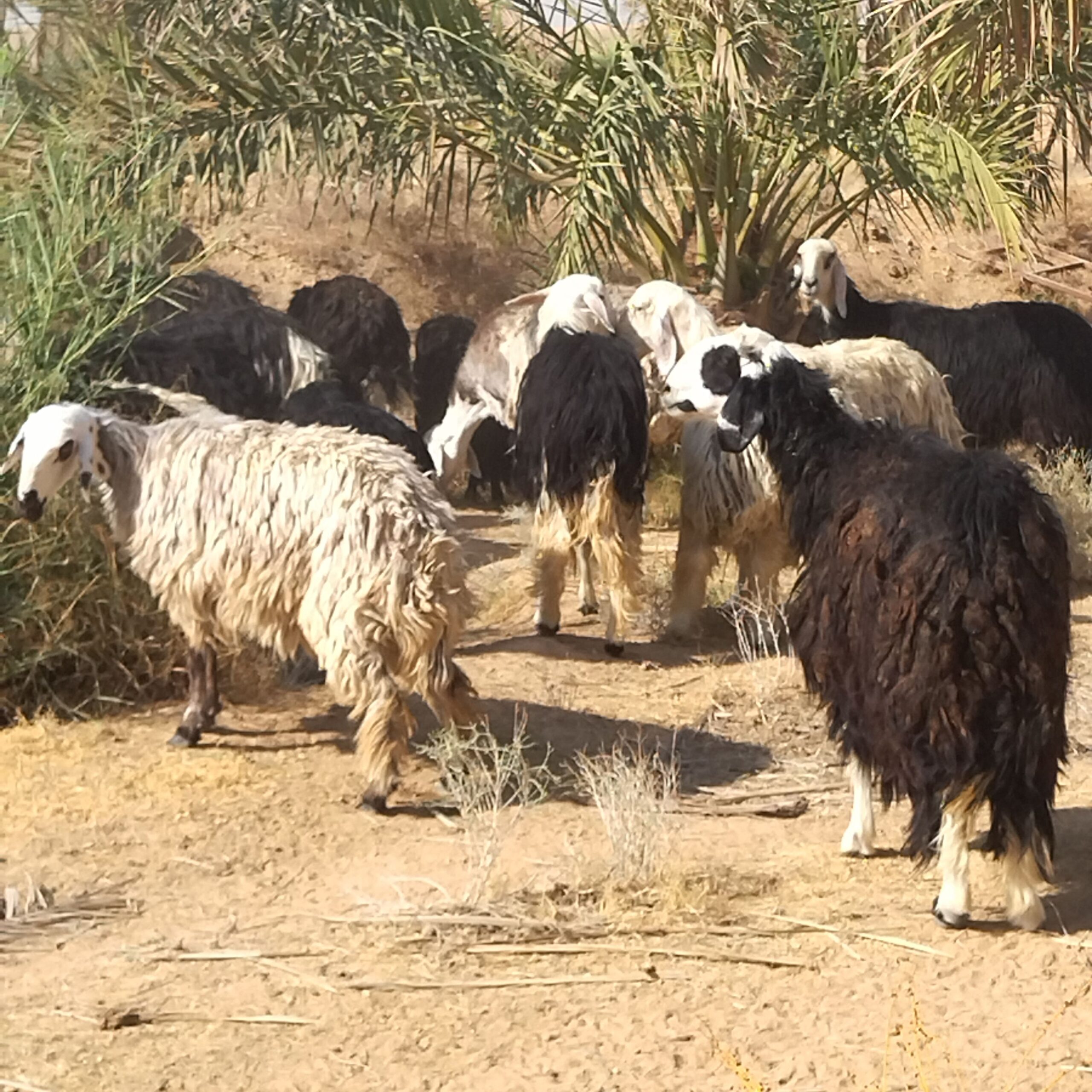 الموقع الرياض حريملاء