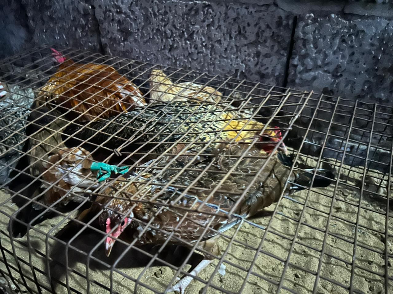 دجاج بلدي للبيع