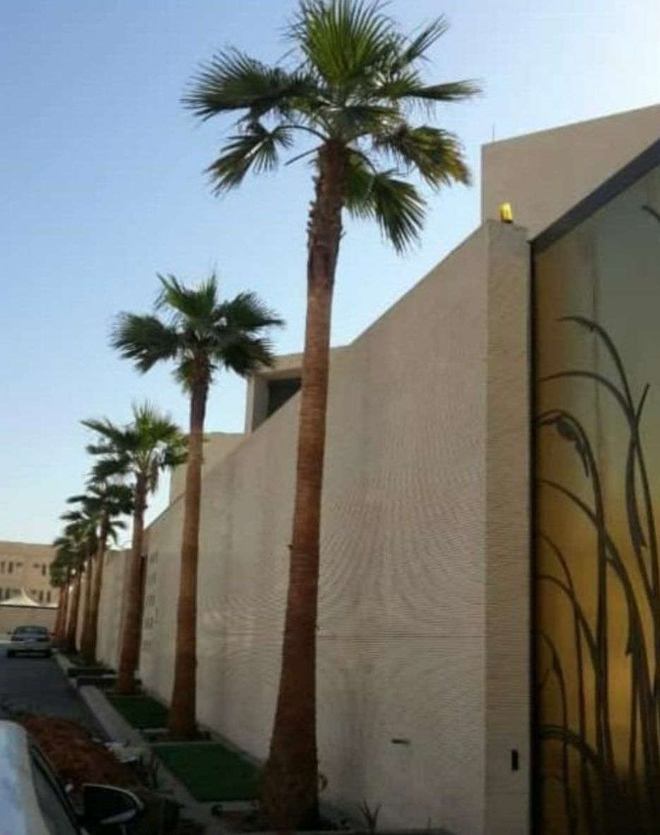 نخل واشنطني زينه وعربي مثمر