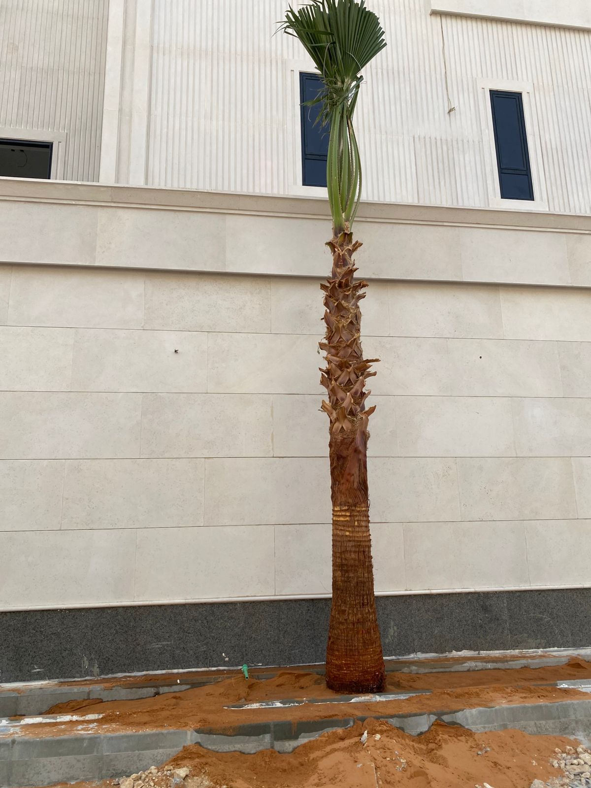 نخل واشنطن زينه أمريكي للبيع