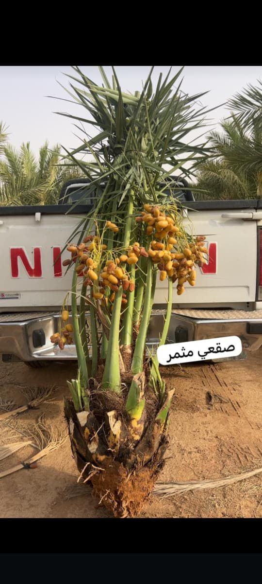 يوجد لدينا جميع انواع انخيل