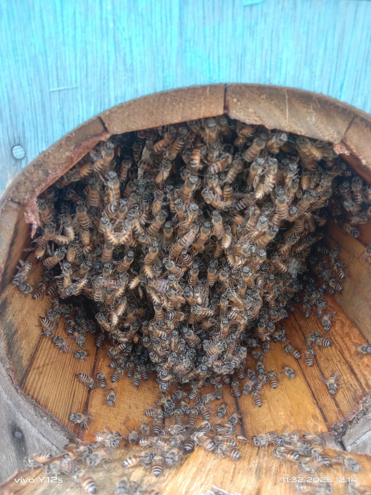 العين ال دريب