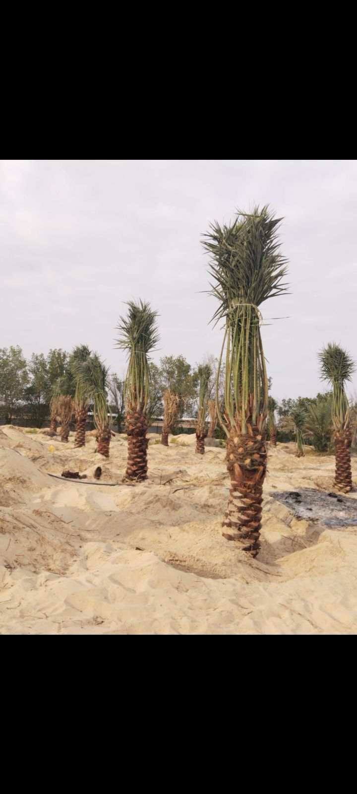 زراعه نخيل عربي واشنطني واعمال الشبوك وتوريدها