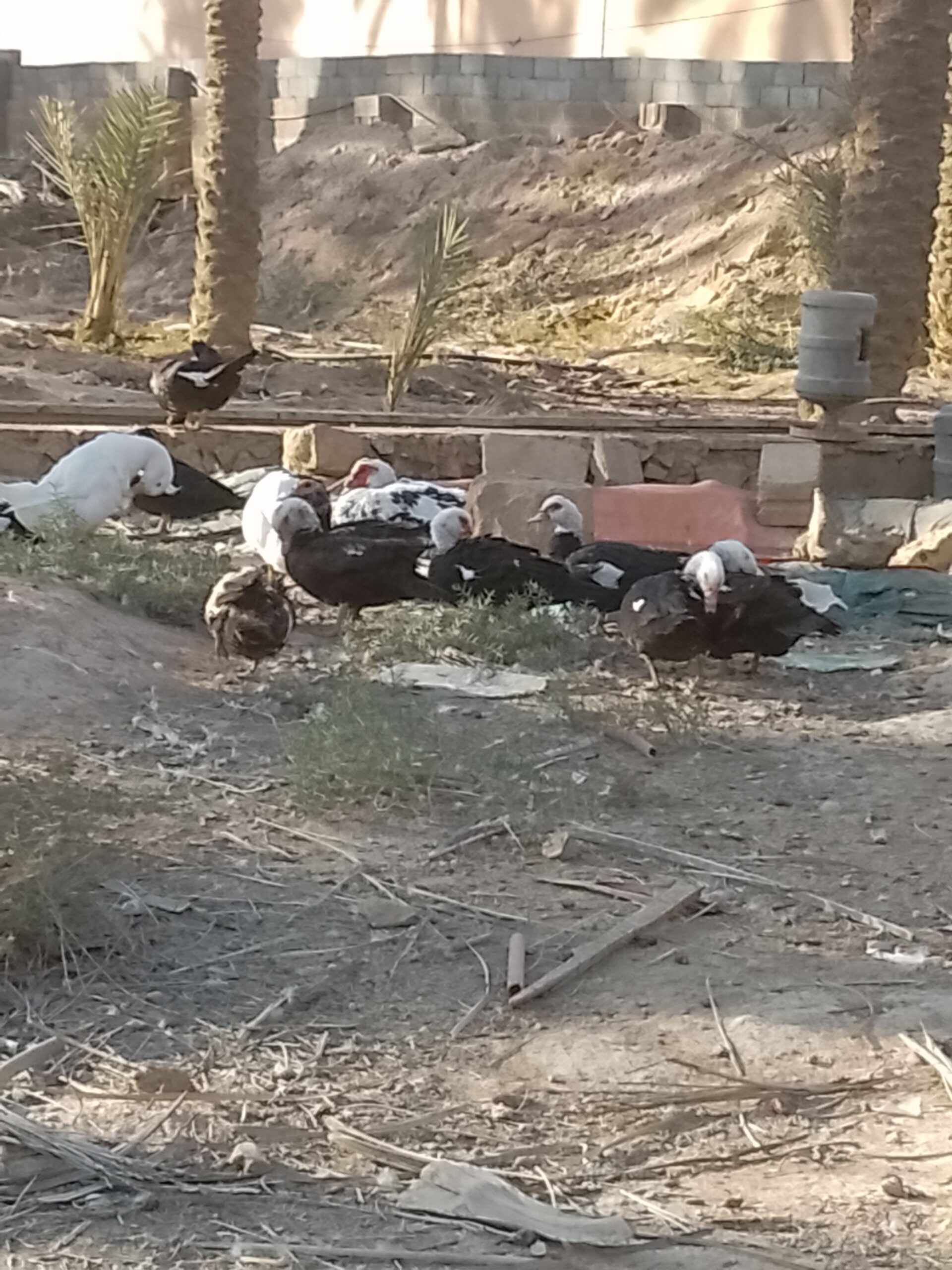 الموقع الرياض حريملاء