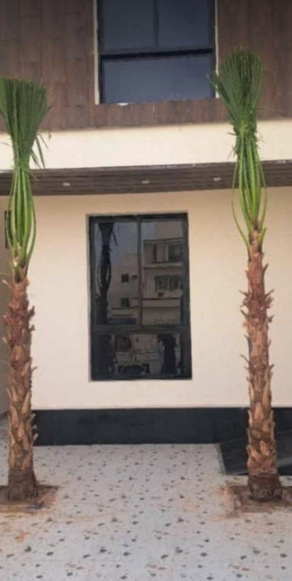 نخل واشنطني زينه وعربي مثمر