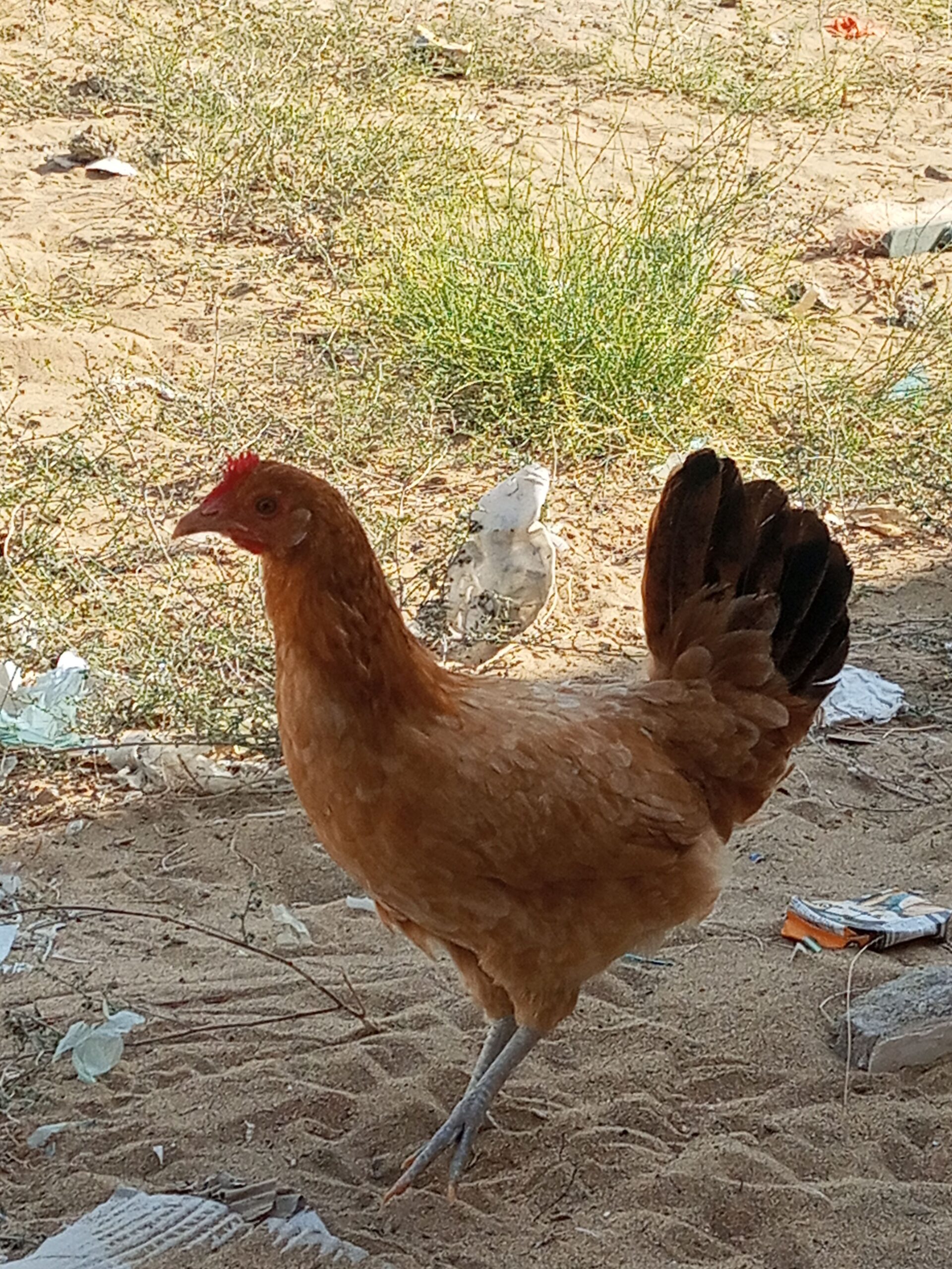 دجاج بلدي للبيع